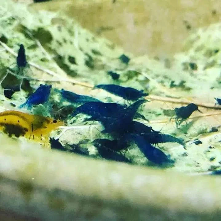 Aquarium shrimp colony.