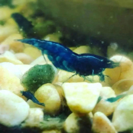 Vibrant blue shrimp.