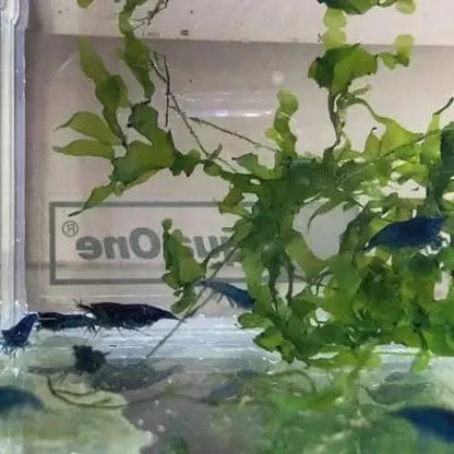 Blue shrimp in aquarium.
