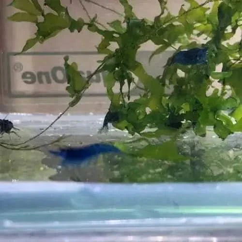 Blue shrimp in aquarium.