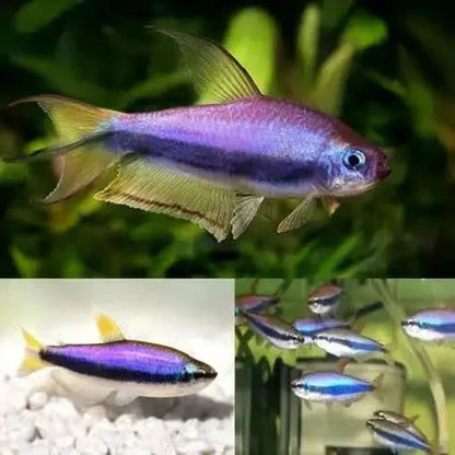 Glowlight tetra fish.