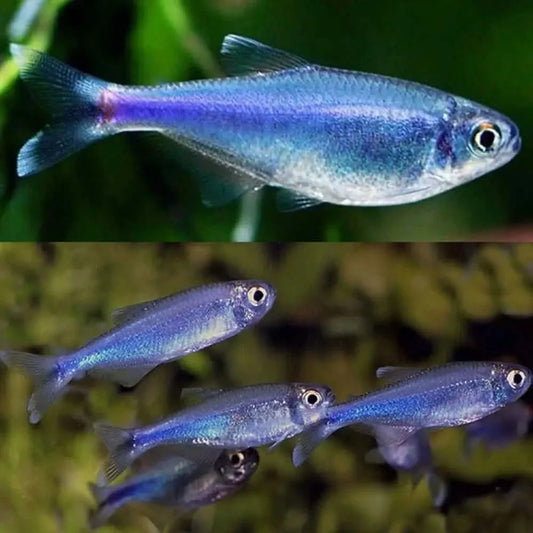School of iridescent blue fish.