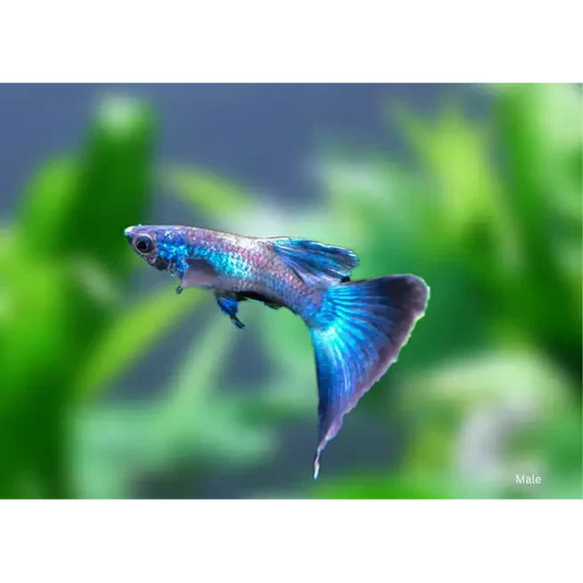 Vibrant blue guppy.