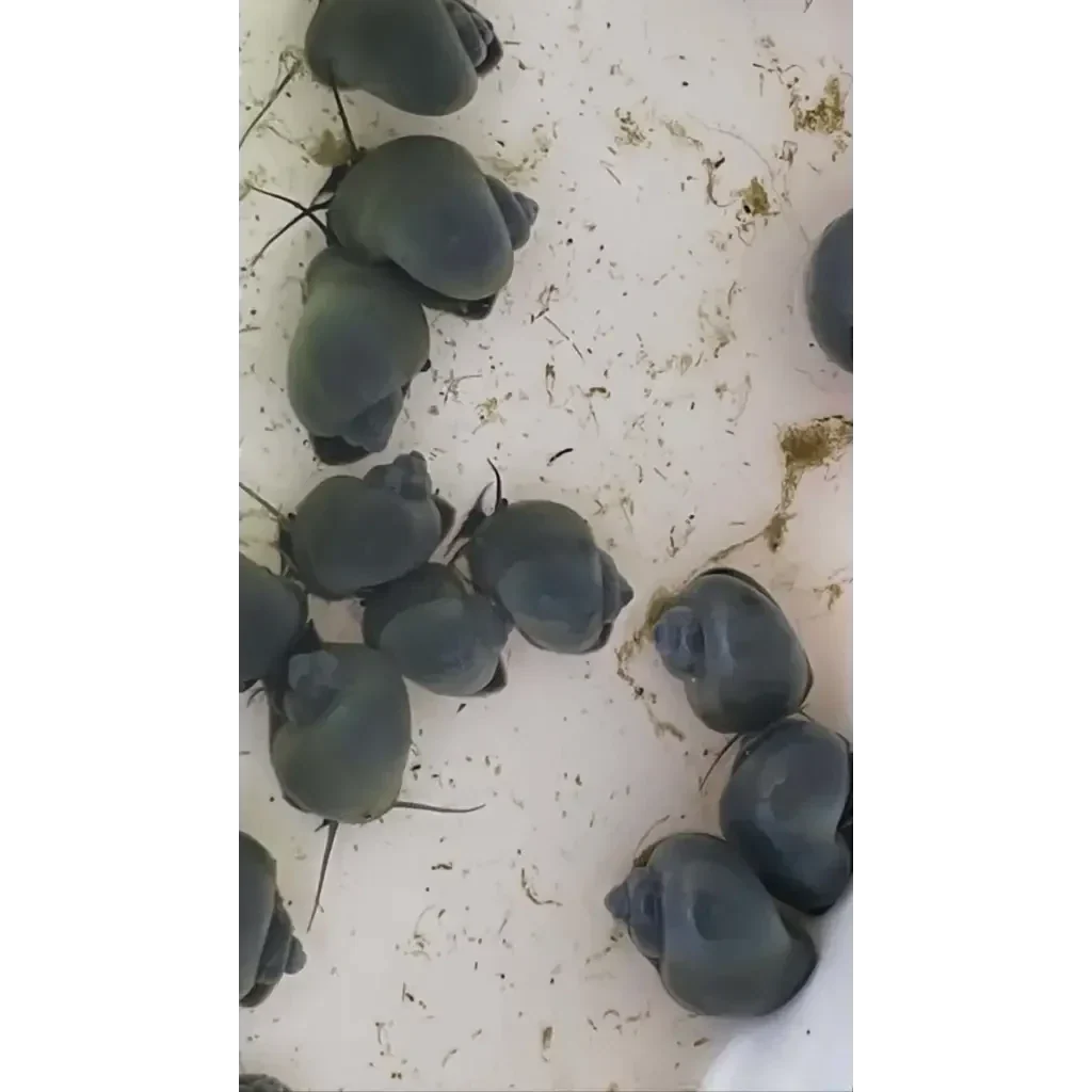 Cluster of dark-shelled snails.