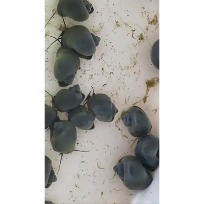 Cluster of dark-shelled snails.