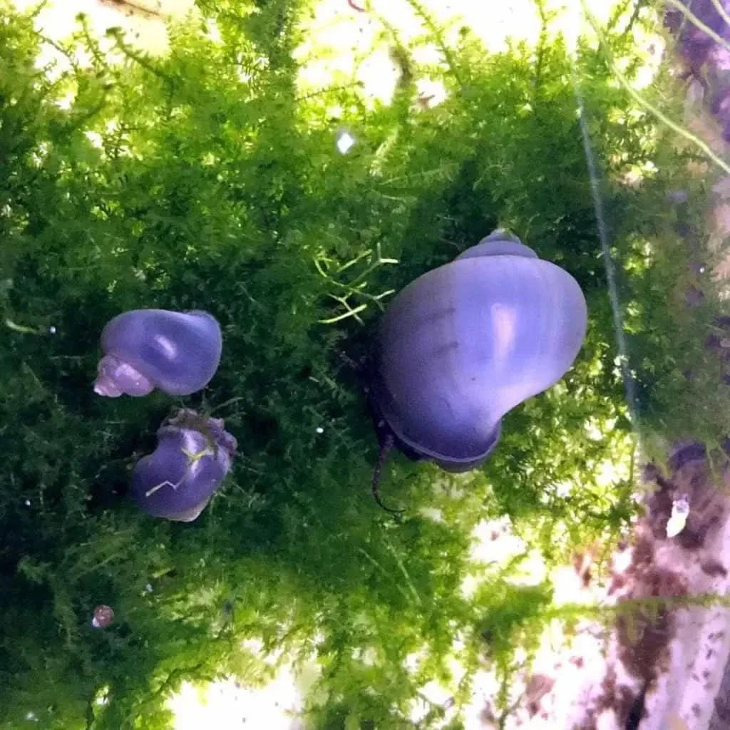 Three purple mystery snails.