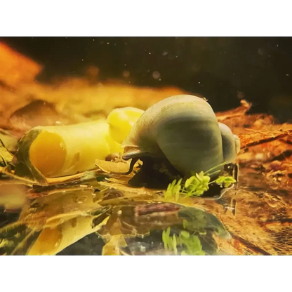 Aquatic snail with a smooth, round shell.