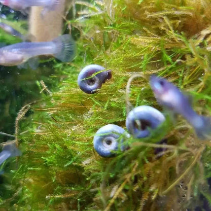 Blue ramshorn snails.