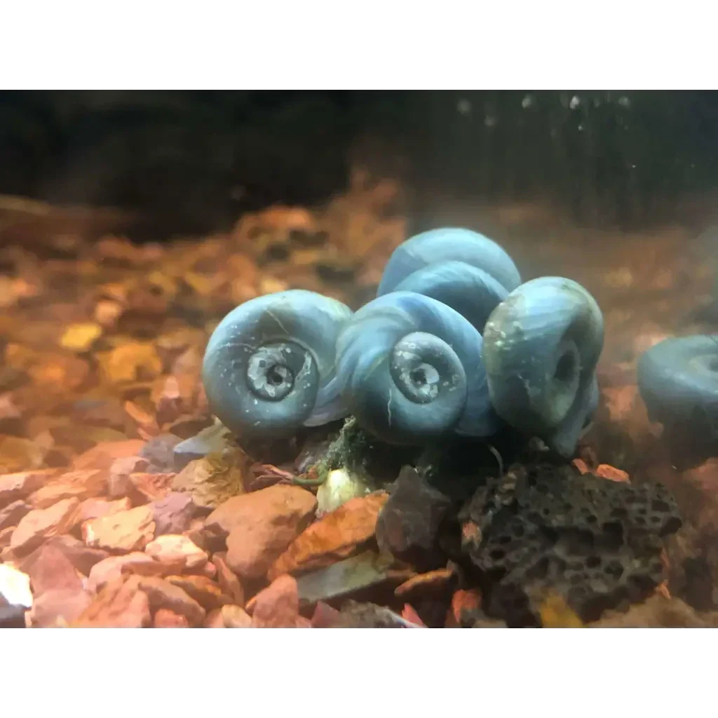 Clump of blue mystery snails.
