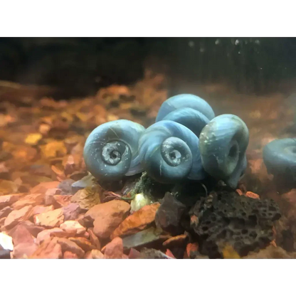 Clump of blue mystery snails.