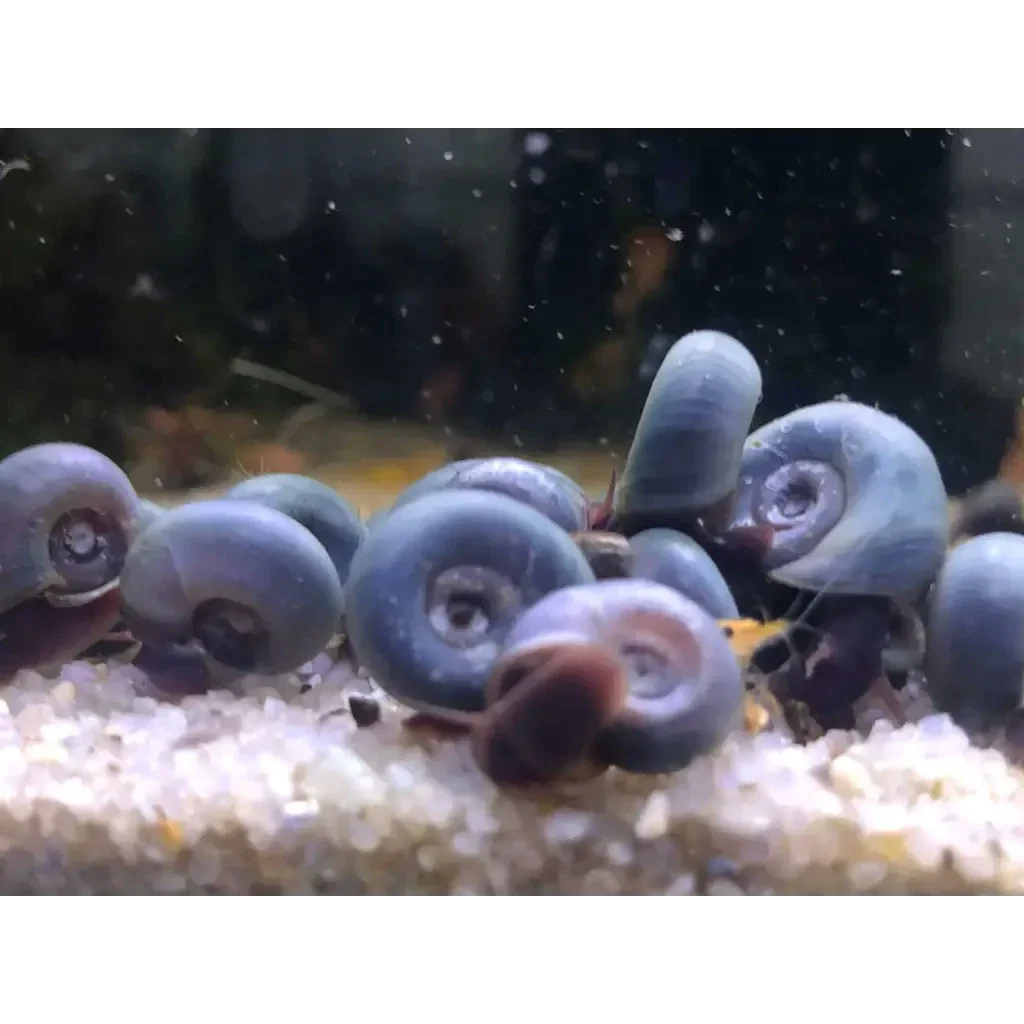 Cluster of blue ramshorn snails.