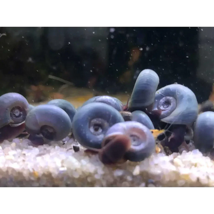 Cluster of blue ramshorn snails.