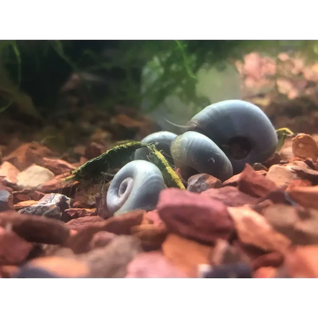 Cluster of blue mystery snails.