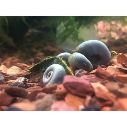 Cluster of blue mystery snails.