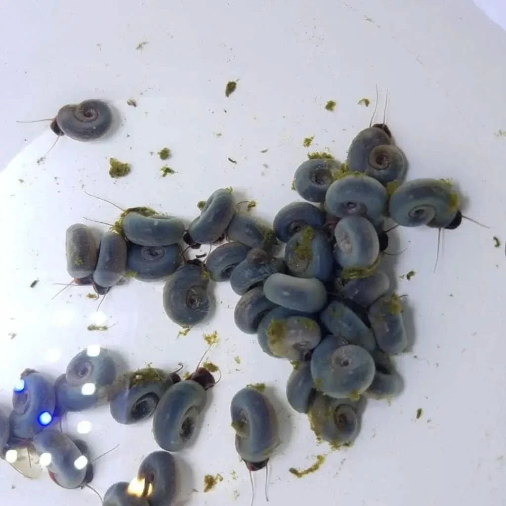 Pile of blue ramshorn snails.