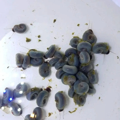 Pile of blue ramshorn snails.