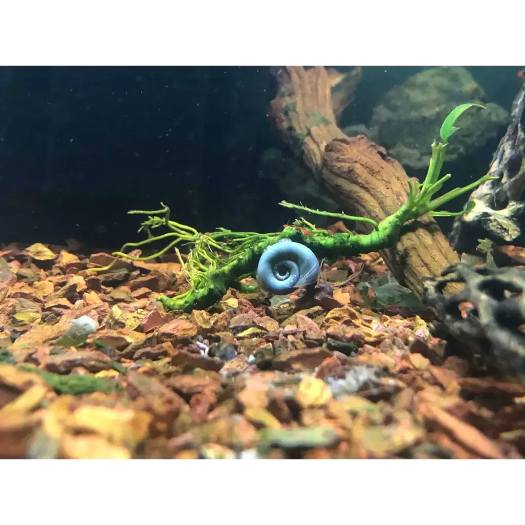 Blue mystery snail.