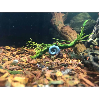 Blue mystery snail.