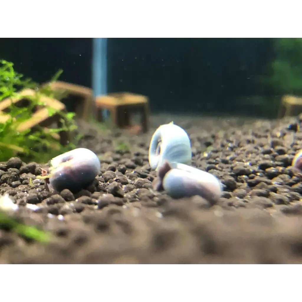 Aquarium snails with blue shells.