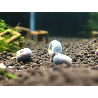 Aquarium snails with blue shells.