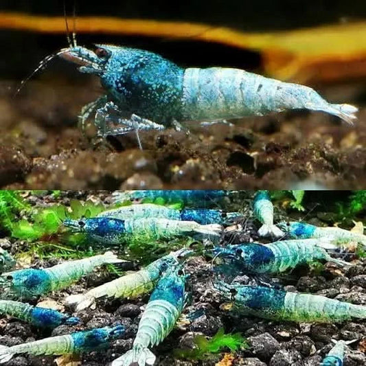 Blue dream shrimp.
