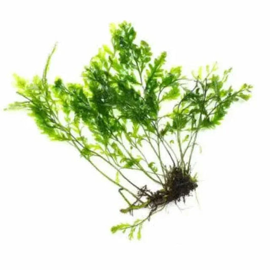 Green aquatic fern.