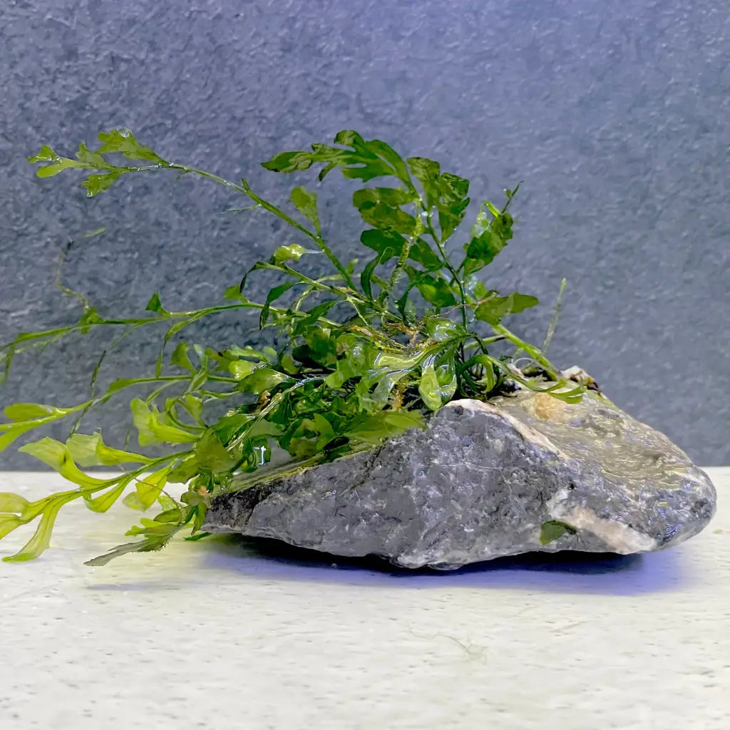 Bolbitus on seiryu stone