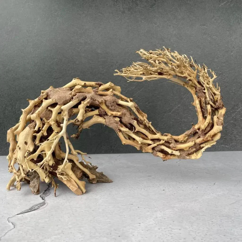 Intricate, curved driftwood sculpture.