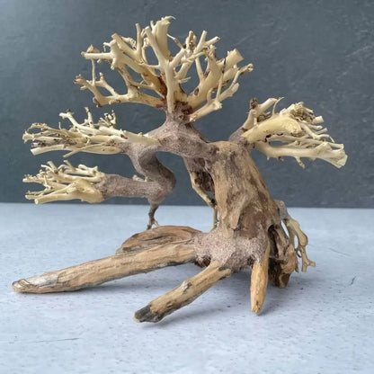 Miniature driftwood bonsai tree.