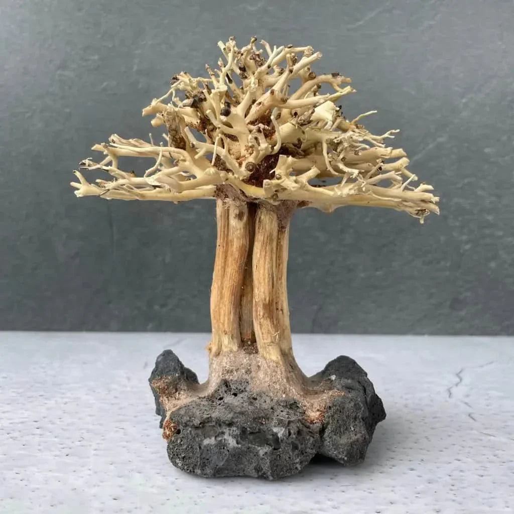 Miniature driftwood bonsai tree.