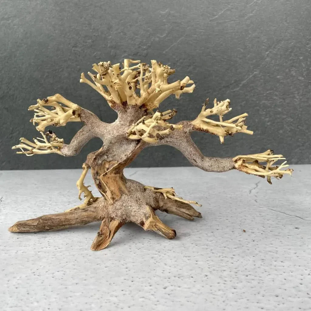 Miniature driftwood bonsai tree.