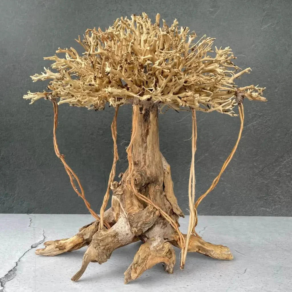 Intricate driftwood bonsai tree.