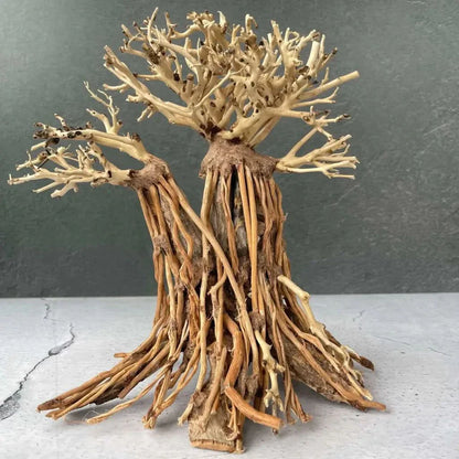 Intricate driftwood bonsai tree.