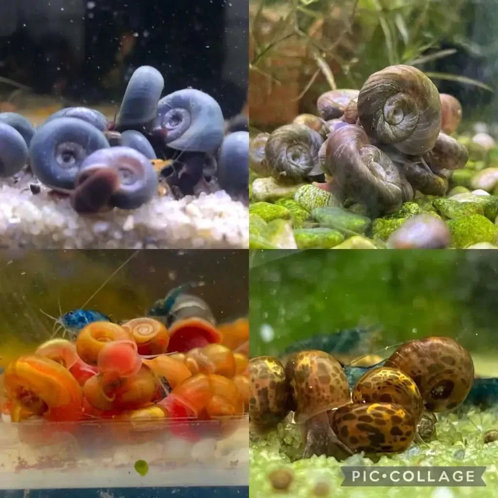 Colorful ramshorn snails.