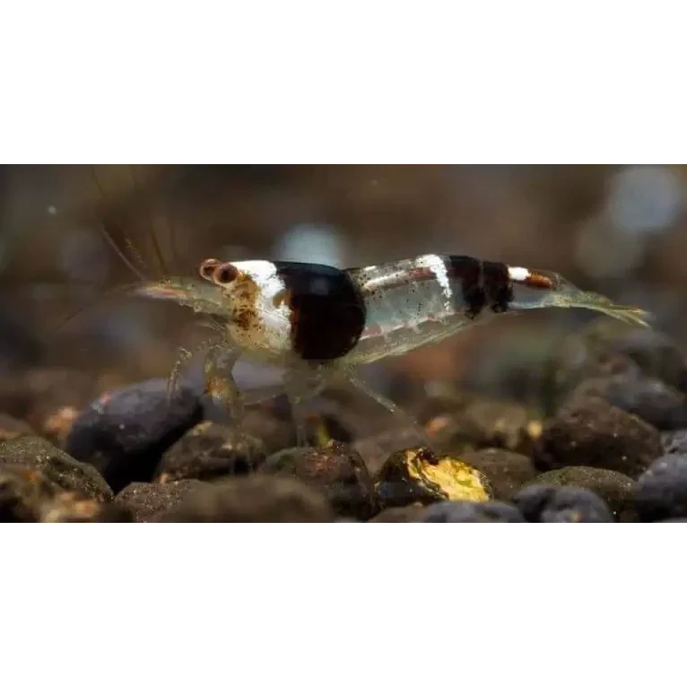 Black and white shrimp.