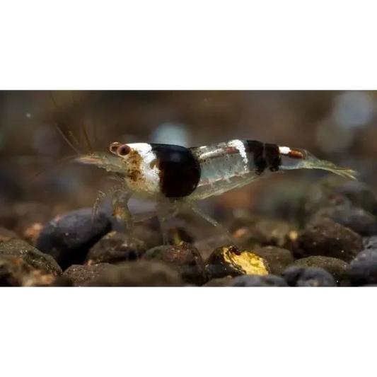 Black and white shrimp.