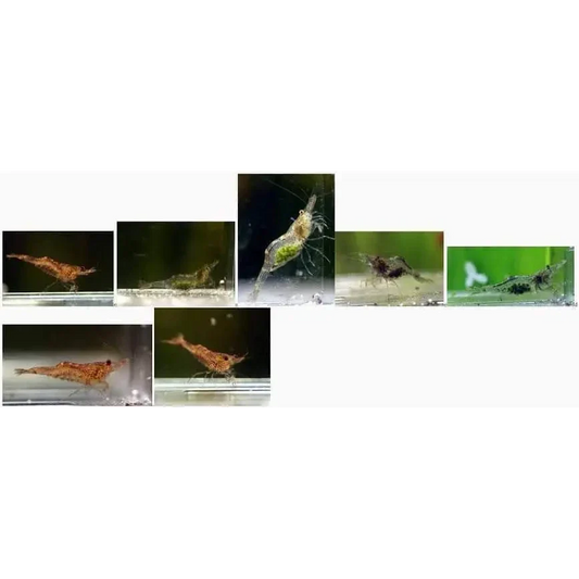Collage of aquarium shrimp.