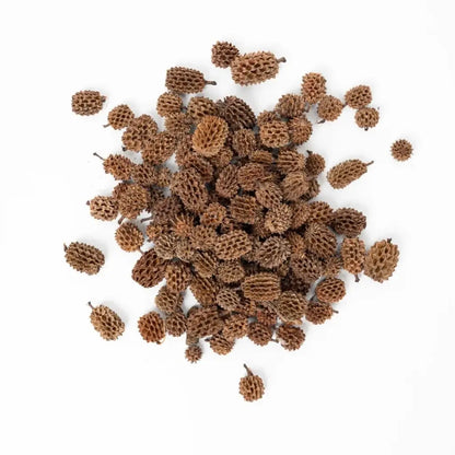 A pile of dried, spiky brown seed pods with small stems.