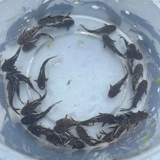 A group of small, dark-colored catfish with spotted patterns swimming in a clear plastic container.