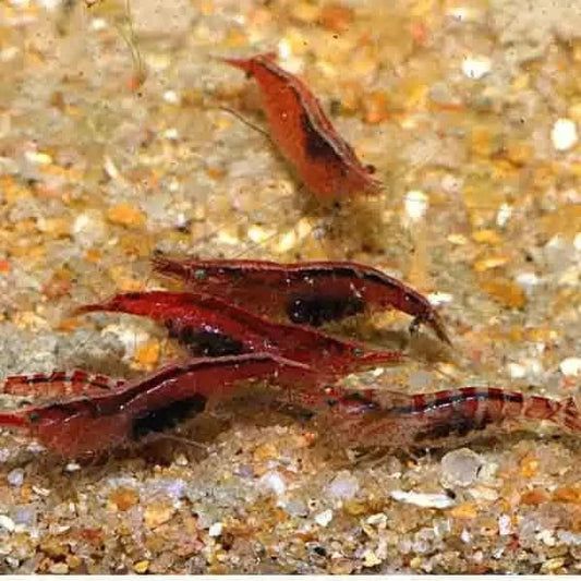 Red and black shrimp.