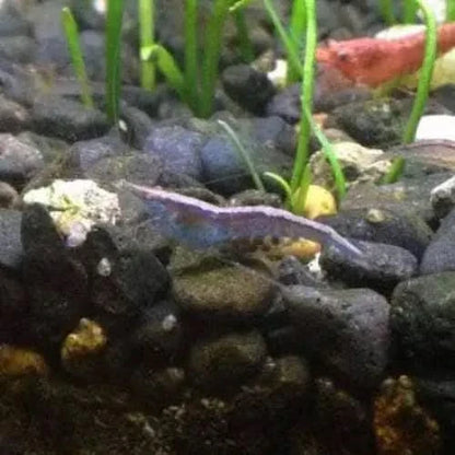 Blue shrimp with yellow spots.