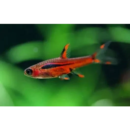 Vibrant chili rasbora fish.