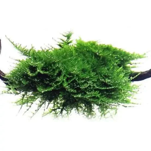 Lush green aquatic moss.