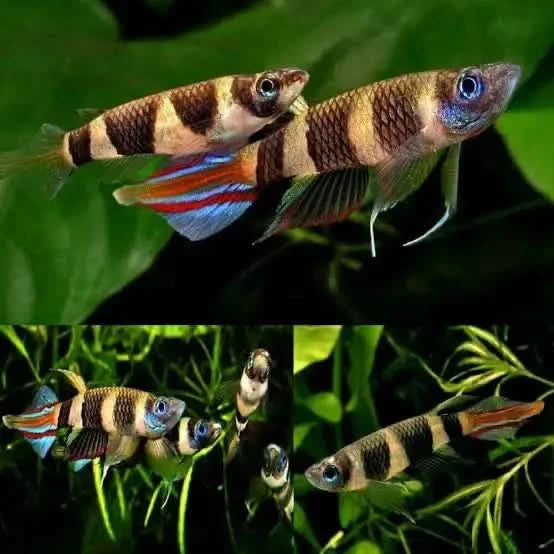 Clown killifish with distinctive stripes.