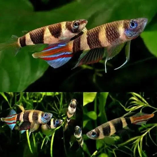 Clown killifish with distinctive stripes.