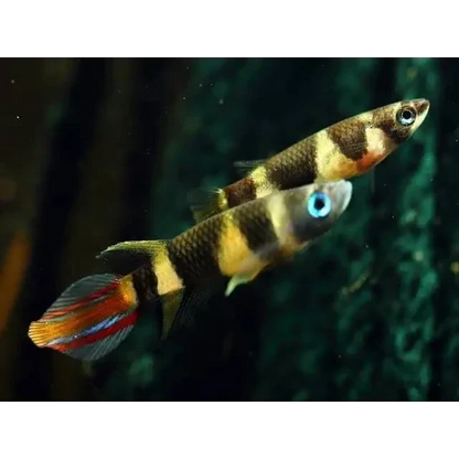 Two banded panchax fish.