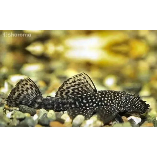Spotted black and white bristlenose pleco.