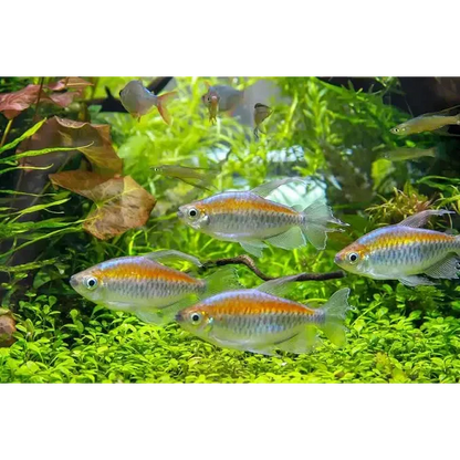 School of silver and orange fish.