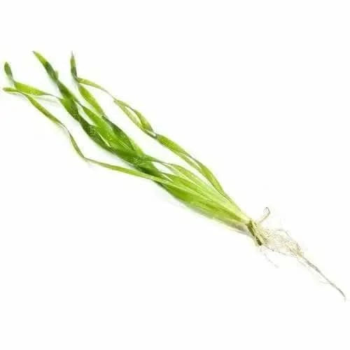 Green aquatic plant with roots.