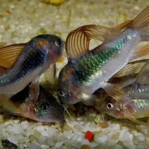 School of Corydoras fish.